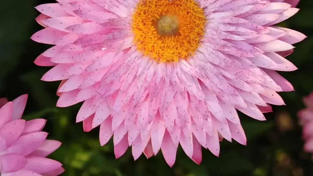 Mwongozo wa biashara za Tanzania: jinsi ya kupata vibonye (creators) wa Pinterest UAE kuendesha product-led growth kupitia content ya creator, bila kupoteza muda.